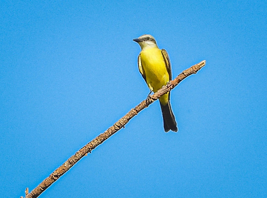 White-throated Kingbird - ML644330929