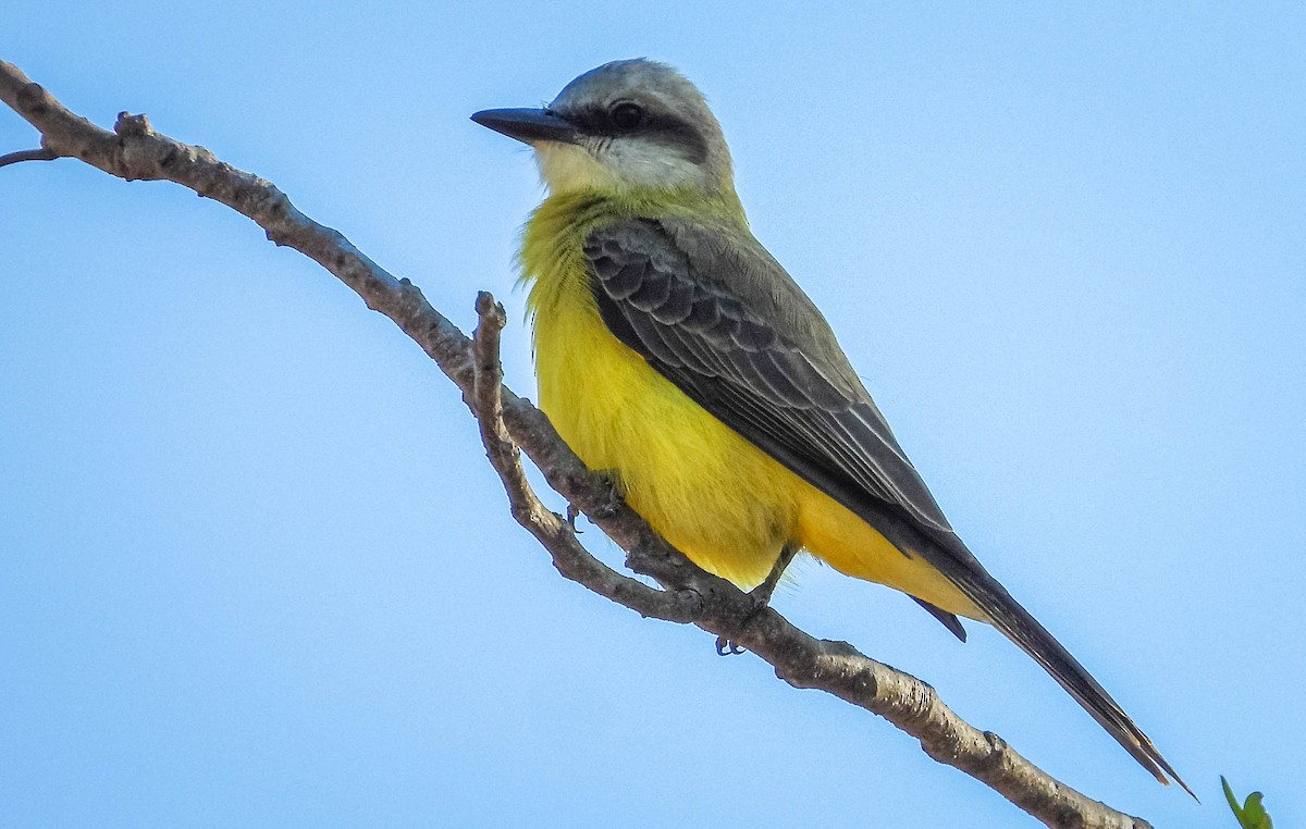 White-throated Kingbird - ML644330930