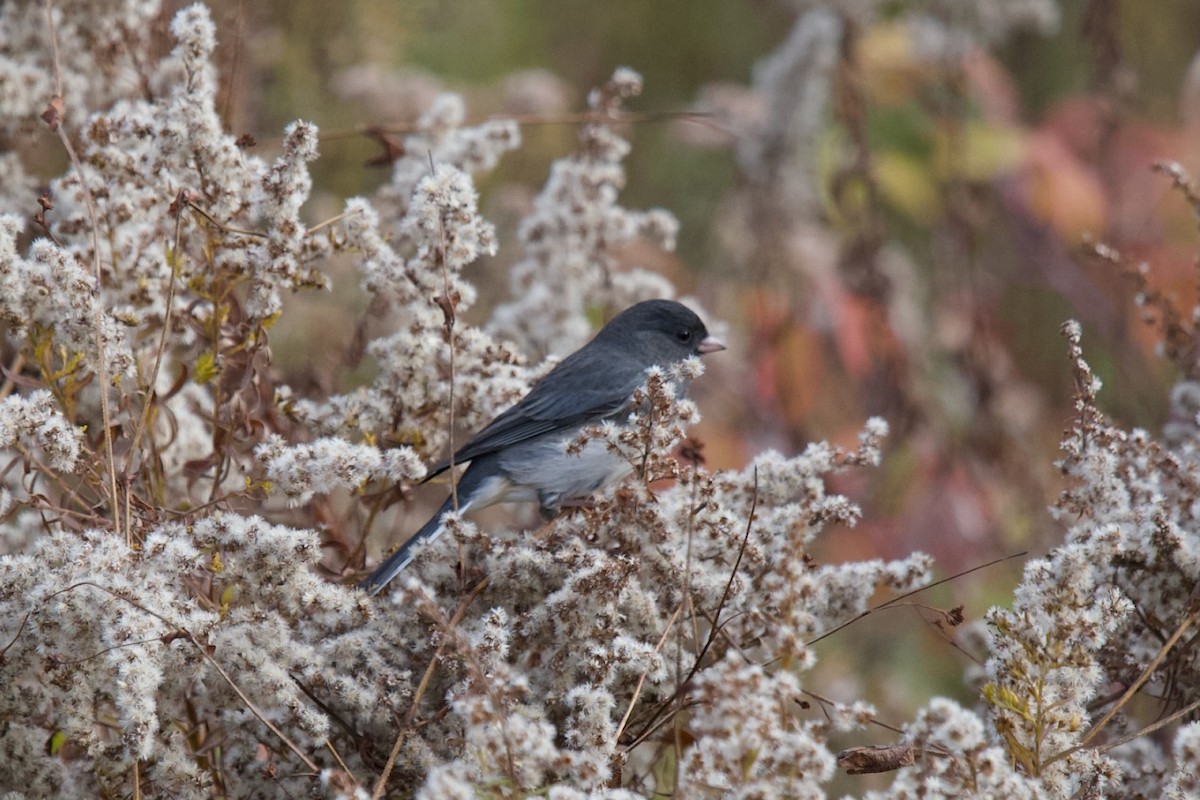 Dark-eyed Junco - ML644330932