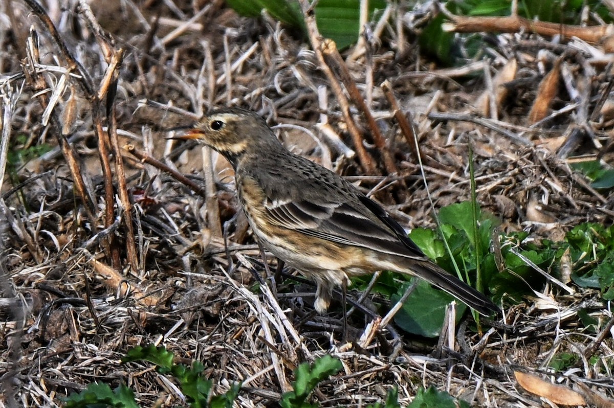 Amerikapieper - ML644330933