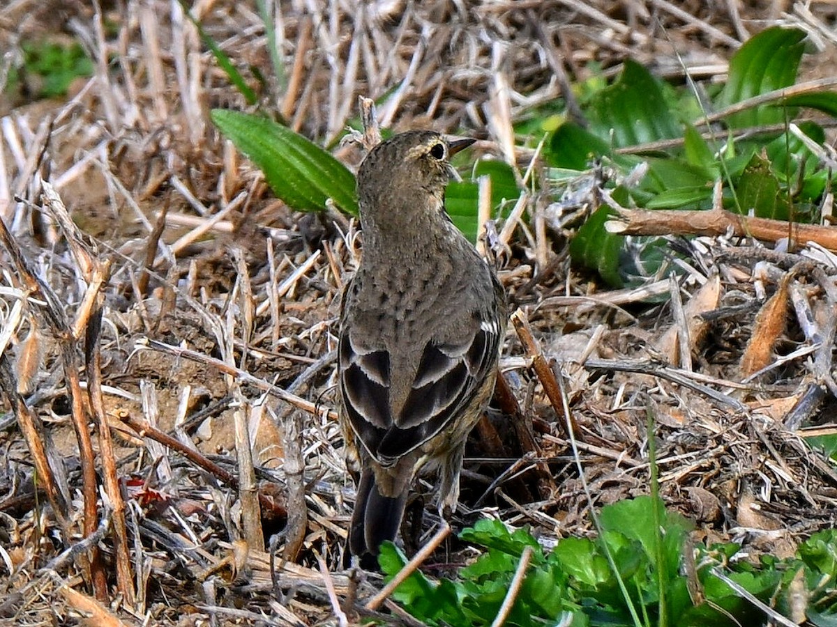 Amerikapieper - ML644330934