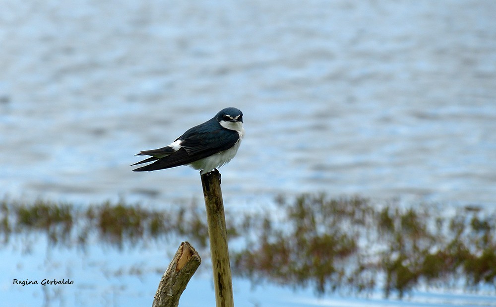 Hirondelle à diadème - ML644330941