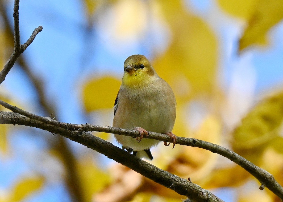 Goldzeisig - ML644330943