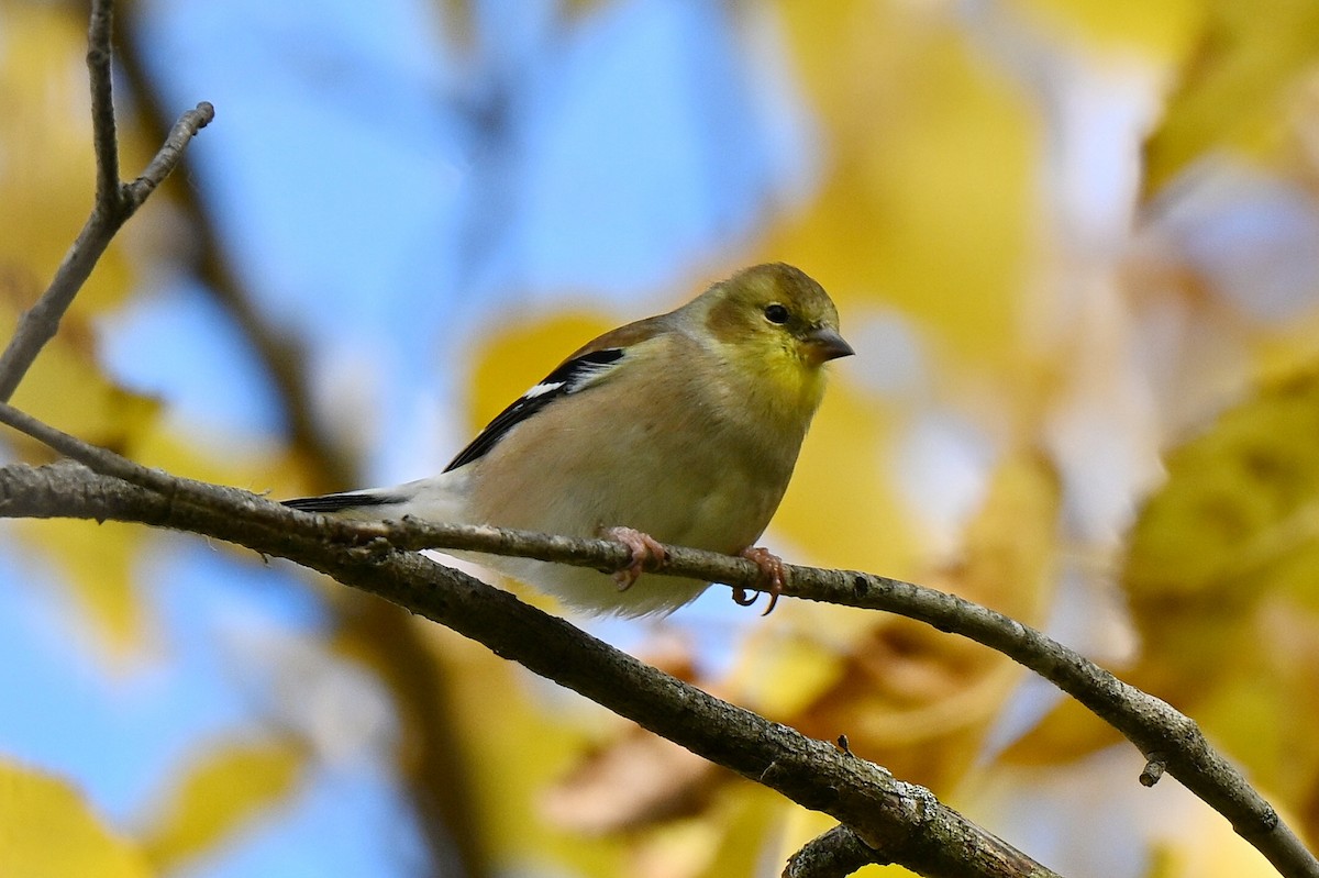 Goldzeisig - ML644330947