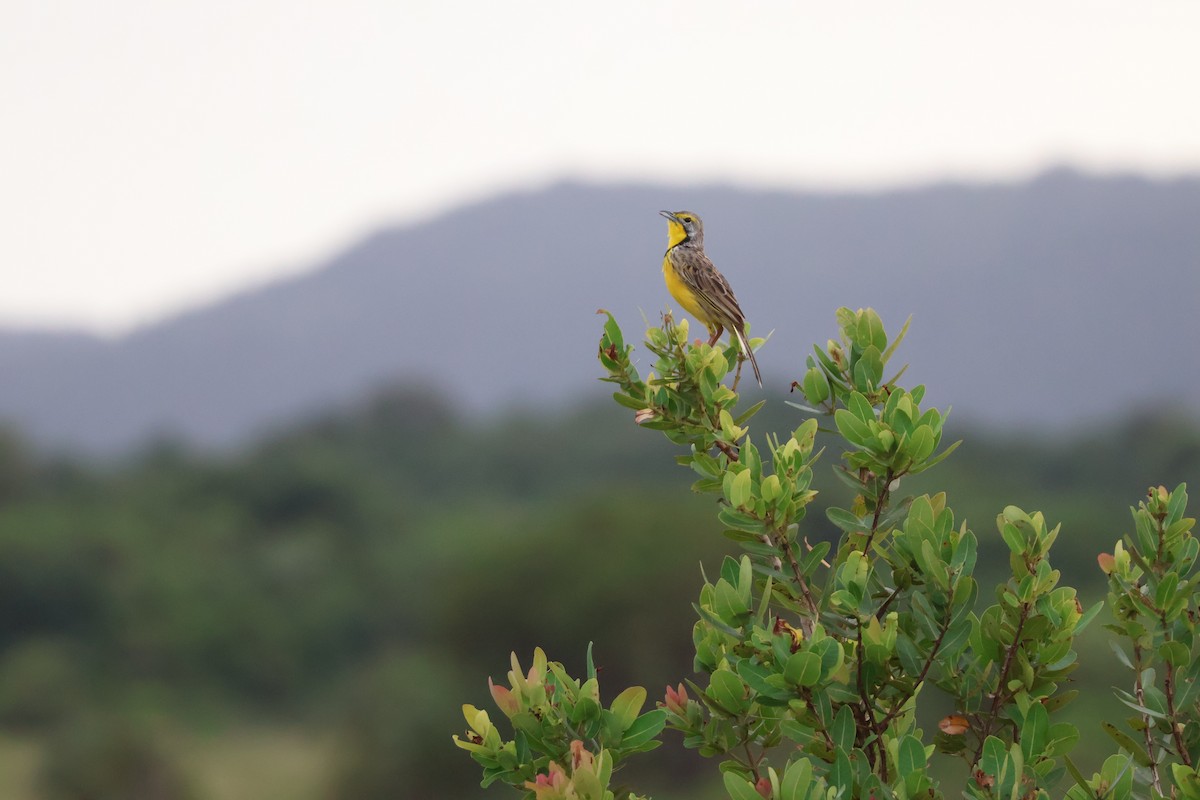 Yellow-throated Longclaw - ML644330948