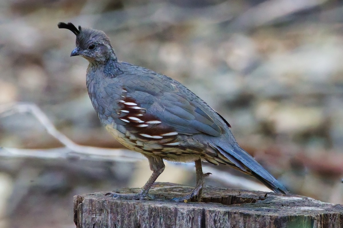 Gambel's Quail - ML644330949