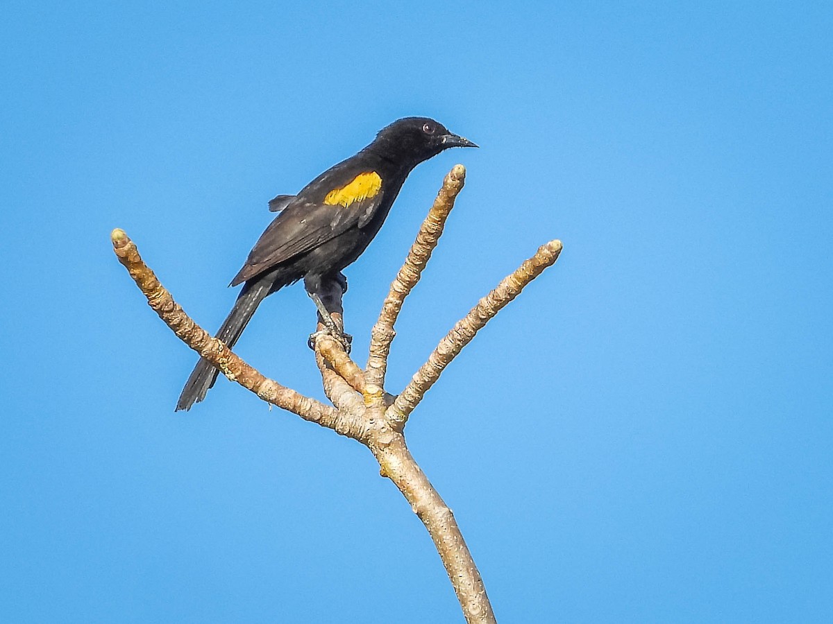 Variable Oriole - ML644330950