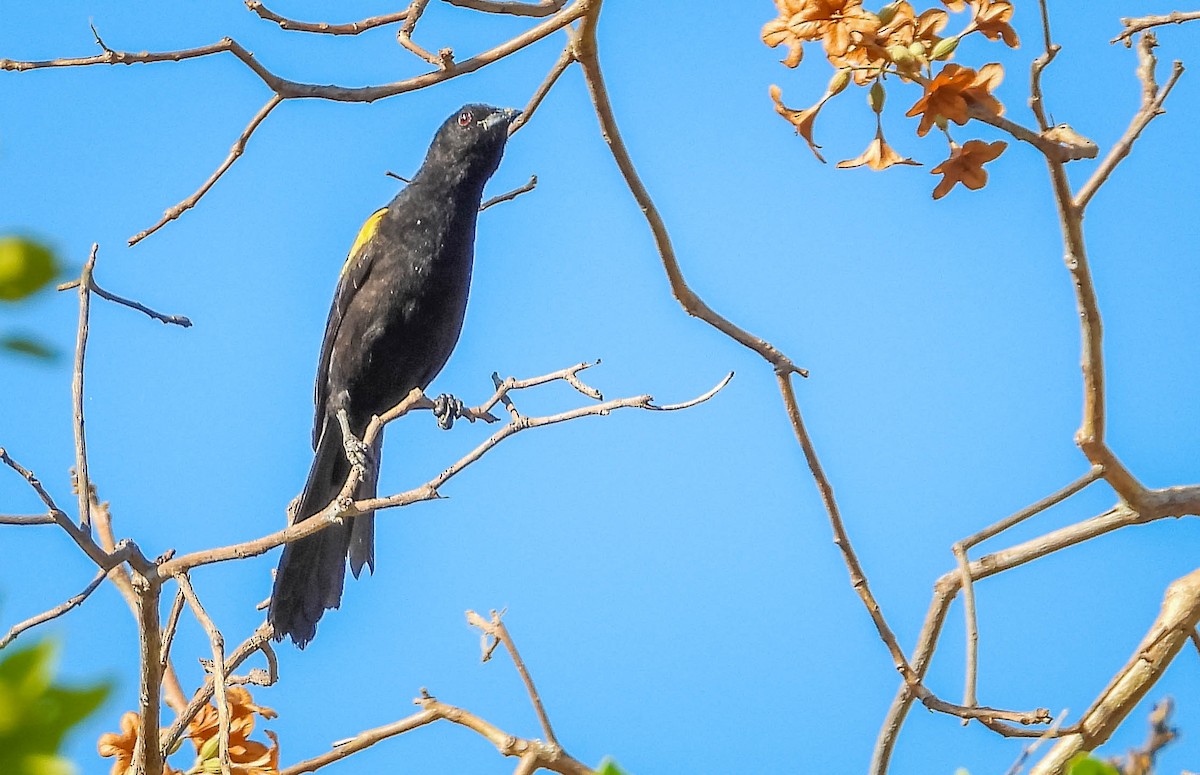 Variable Oriole - ML644330951