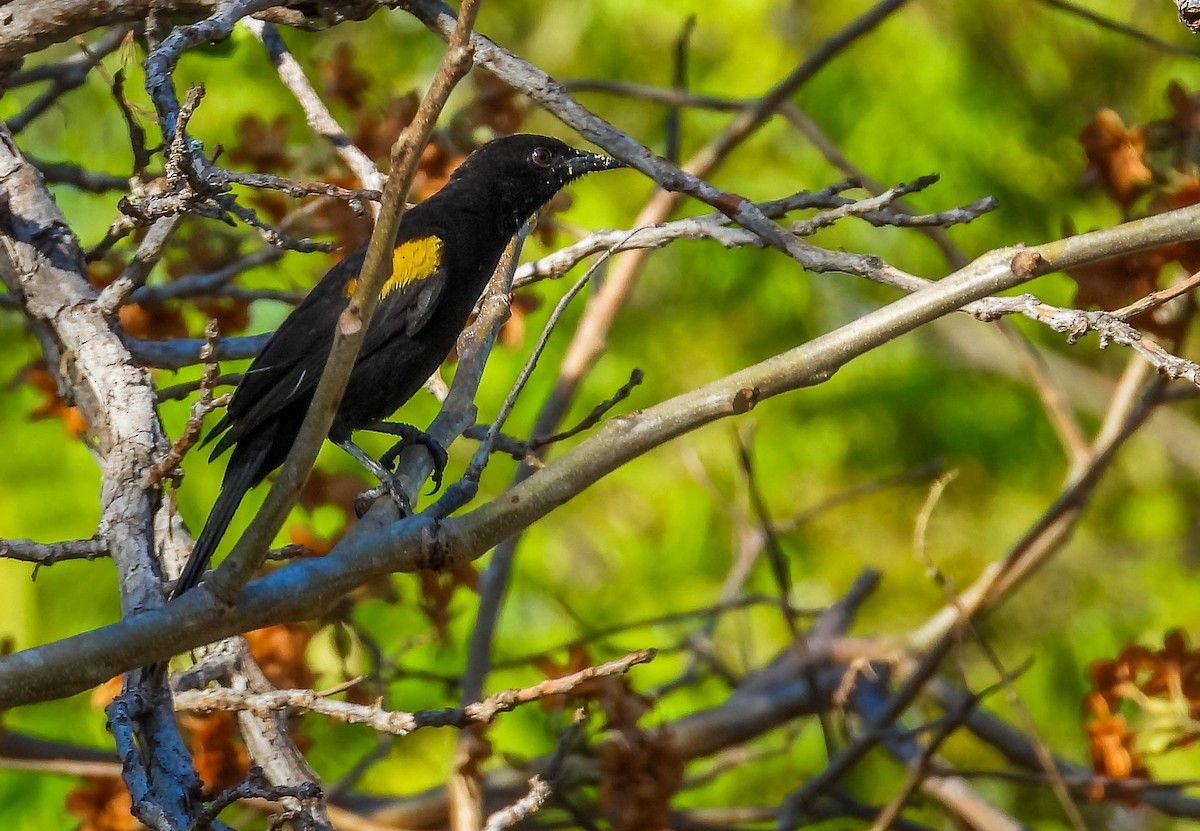 Variable Oriole - ML644330952