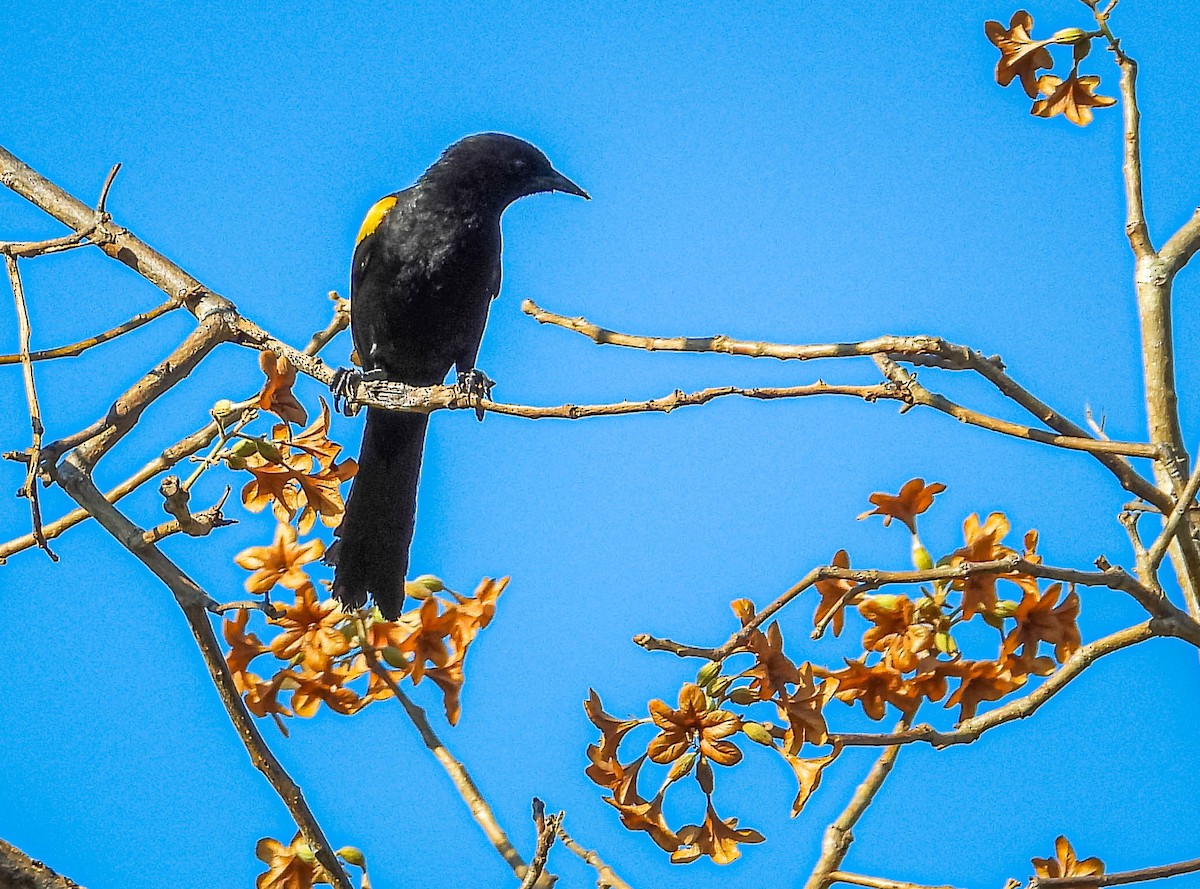 Variable Oriole - ML644330953