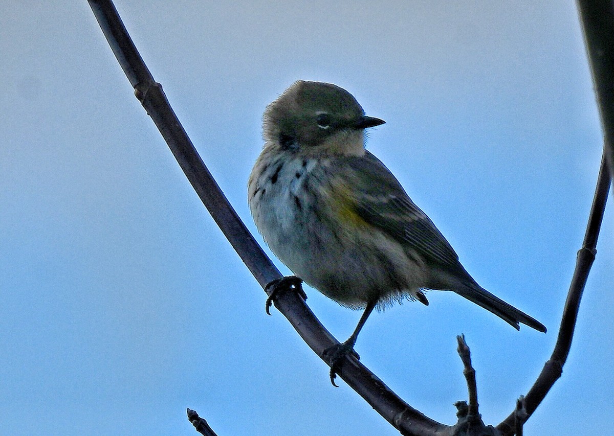 Kronenwaldsänger - ML644330956