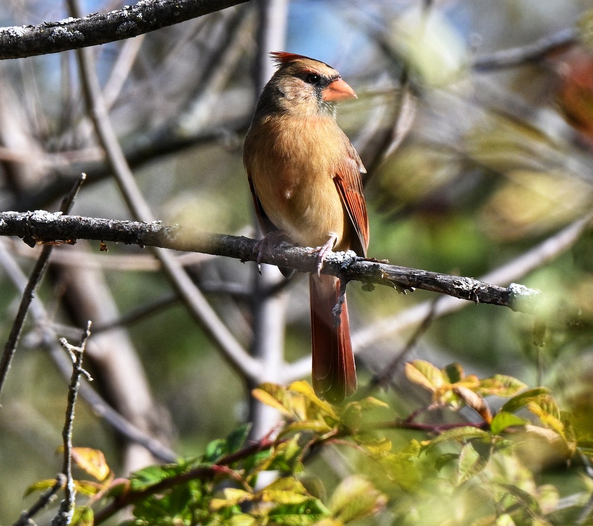 Rotkardinal - ML644330965