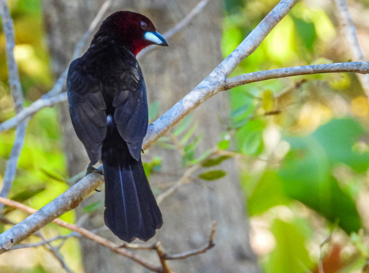 Silver-beaked Tanager - ML644330981