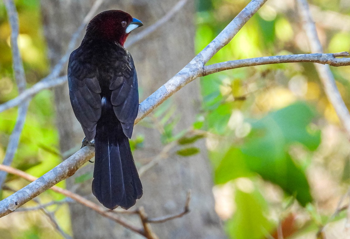 Silver-beaked Tanager - ML644330982