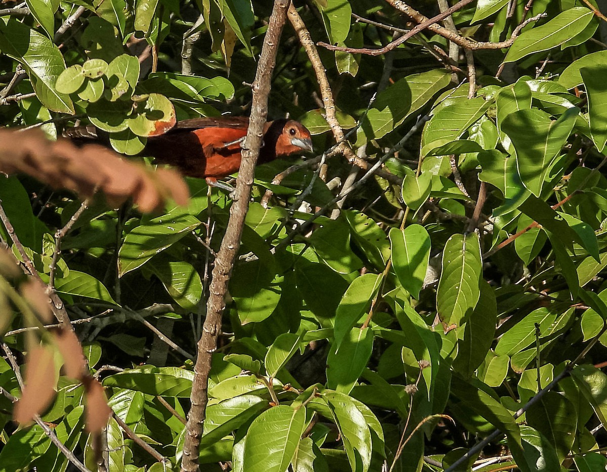 Silver-beaked Tanager - ML644330983