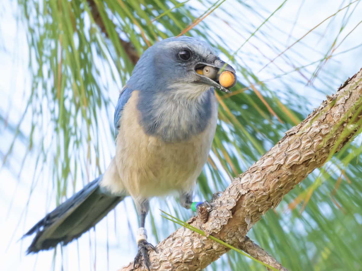 Florida Scrub-Jay - ML644330990