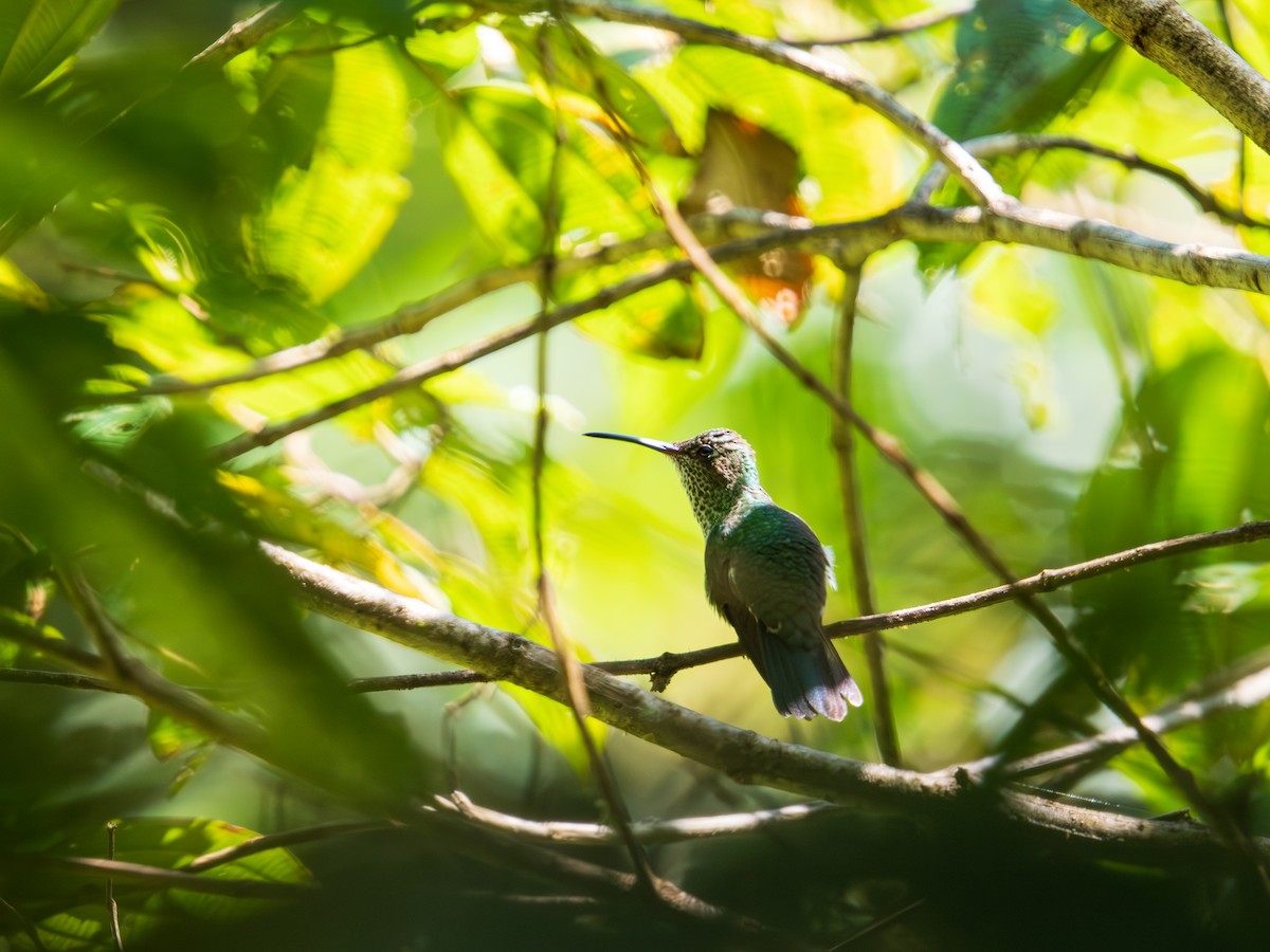 Tropfenkolibri - ML644330993