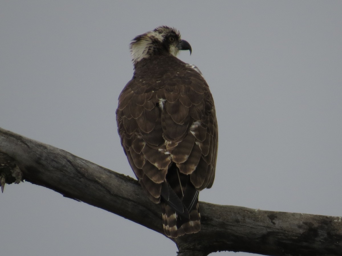 Osprey - ML644331004