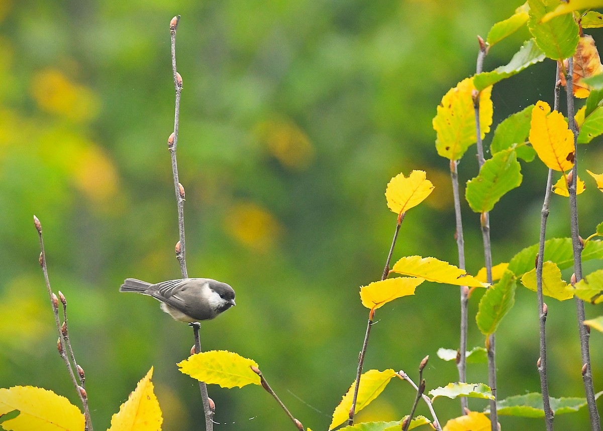 Гаїчка іранська - ML644331007