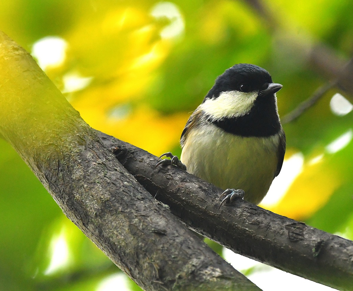 ヒガラ（phaeonotus グループ） - ML644331010