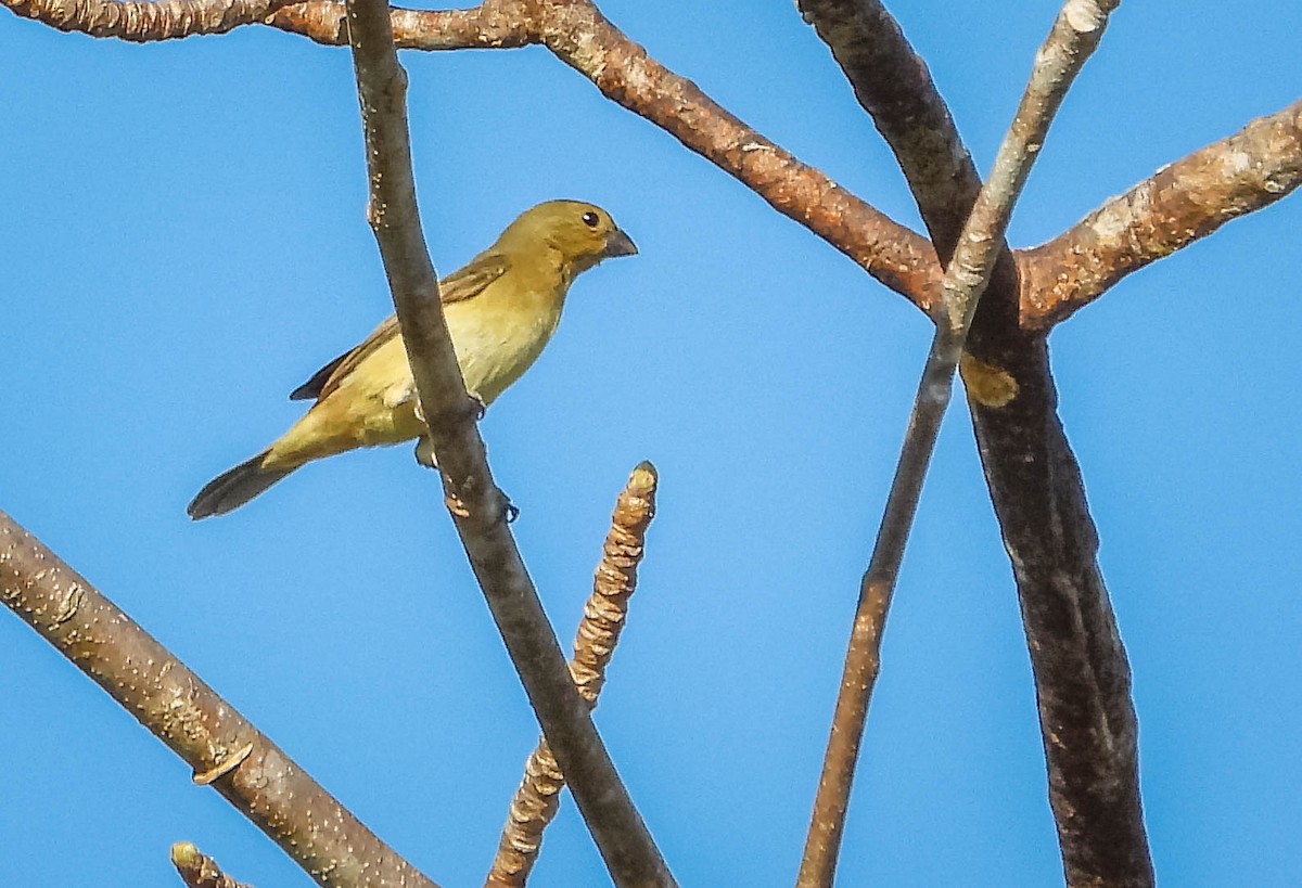 Gelbbauchspelzer - ML644331011