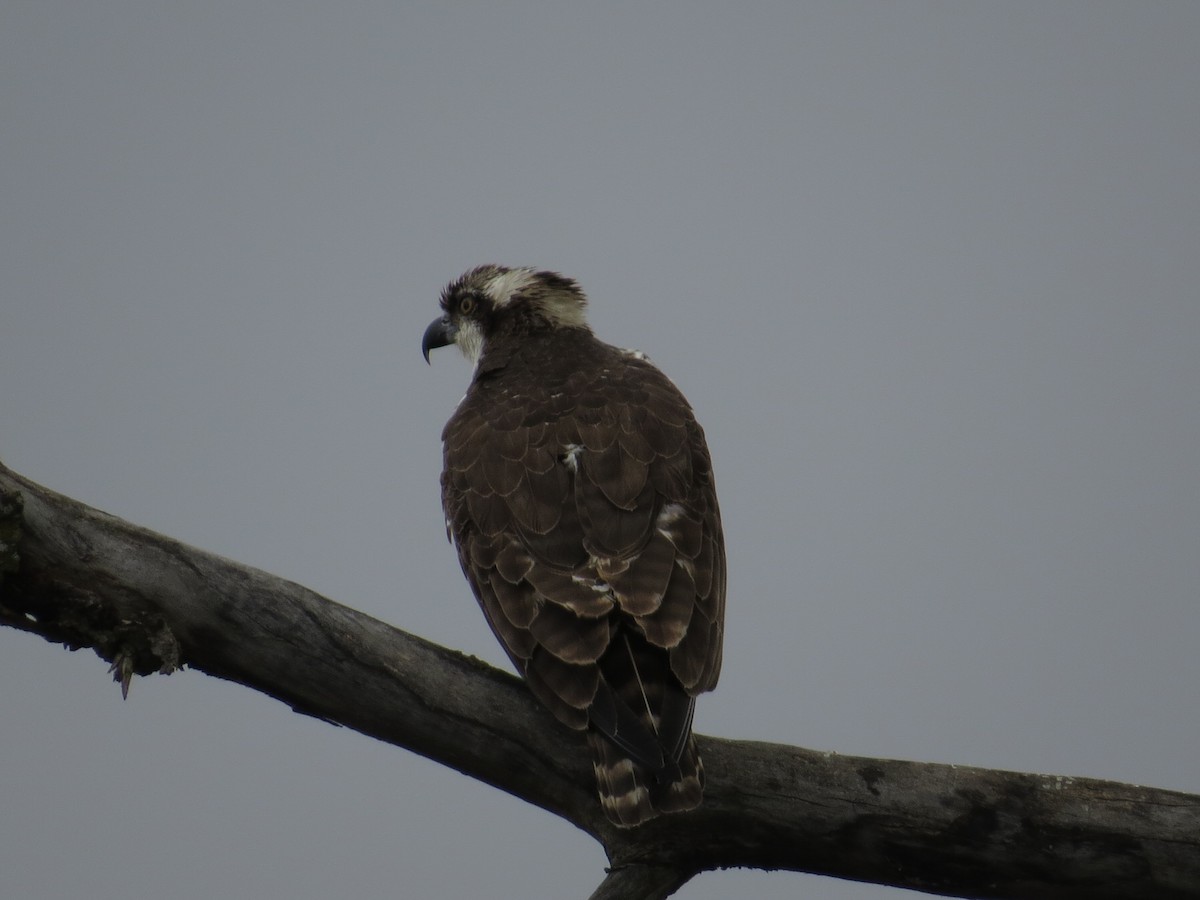 Osprey - ML644331017