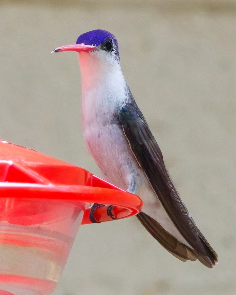 Violet-crowned Hummingbird - ML644331019