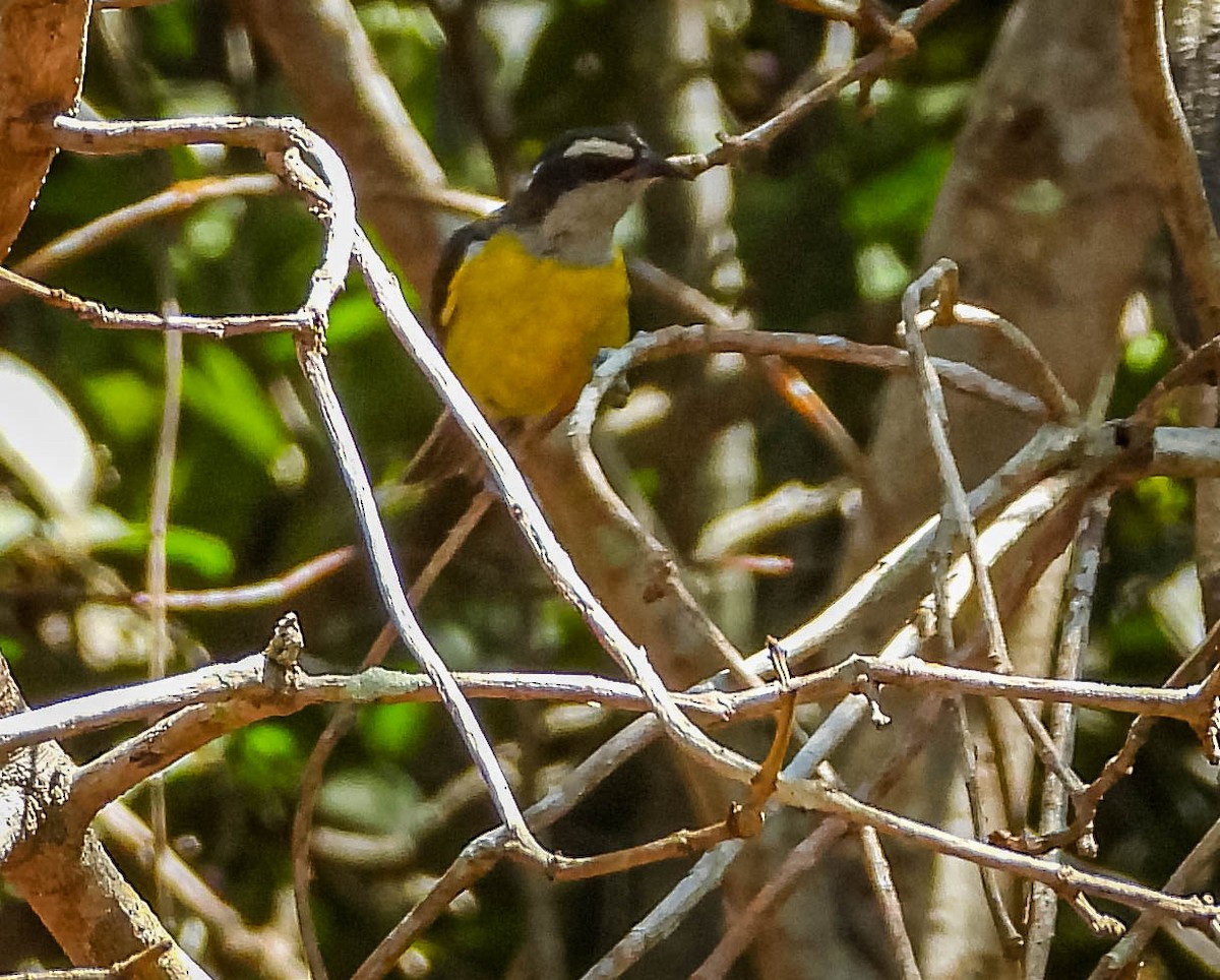Sucrier à ventre jaune - ML644331026
