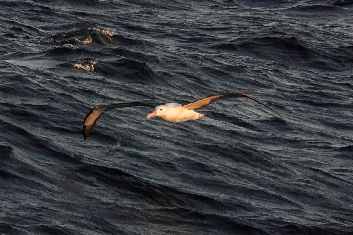 Albatros de Sanford - ML644331028