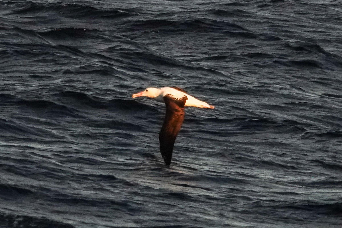 Albatros de Sanford - ML644331029