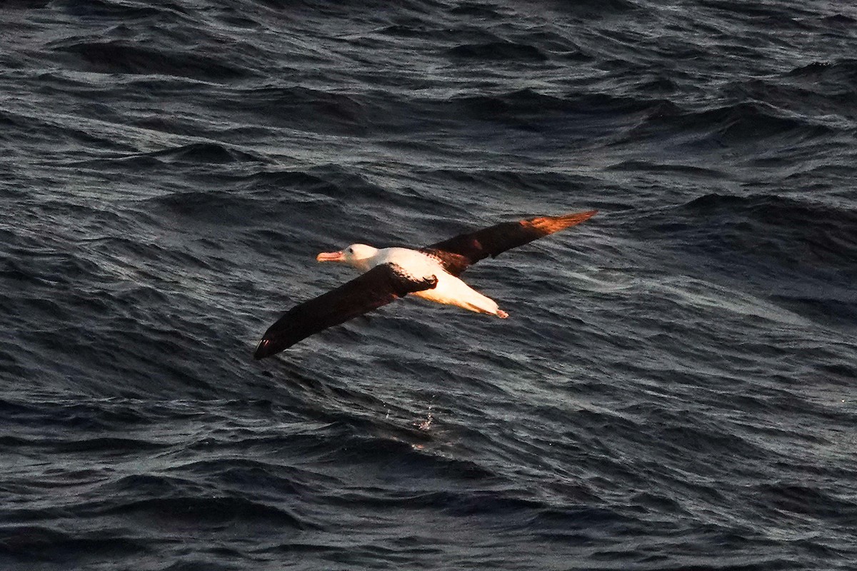 Albatros de Sanford - ML644331030