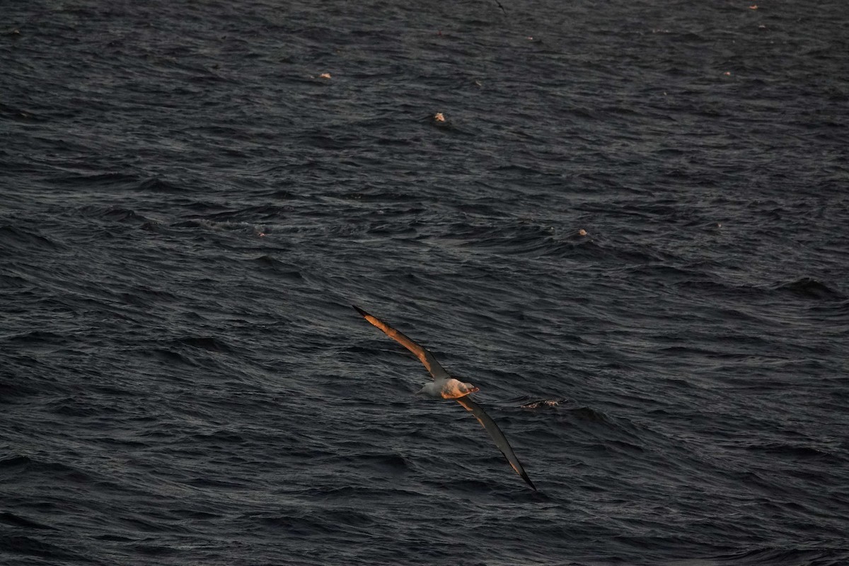 Albatros de Sanford - ML644331031