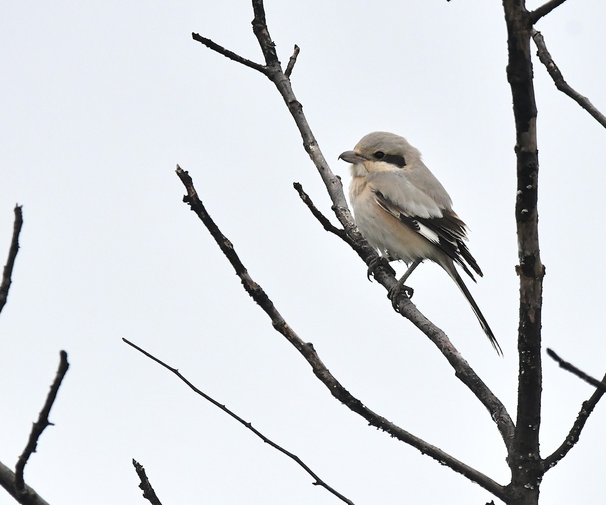 Pie-grièche grise (pallidirostris) - ML644331033