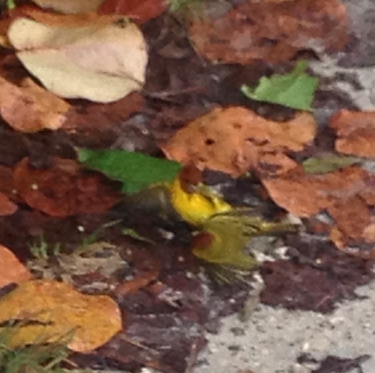 Mangrove Yellow Warbler (Mexican) - ML644331046