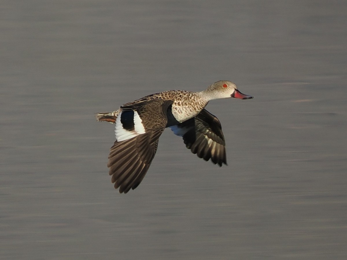 アカハシコガモ - ML644331051