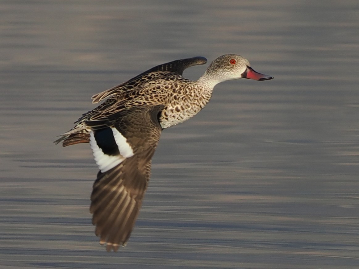 アカハシコガモ - ML644331052