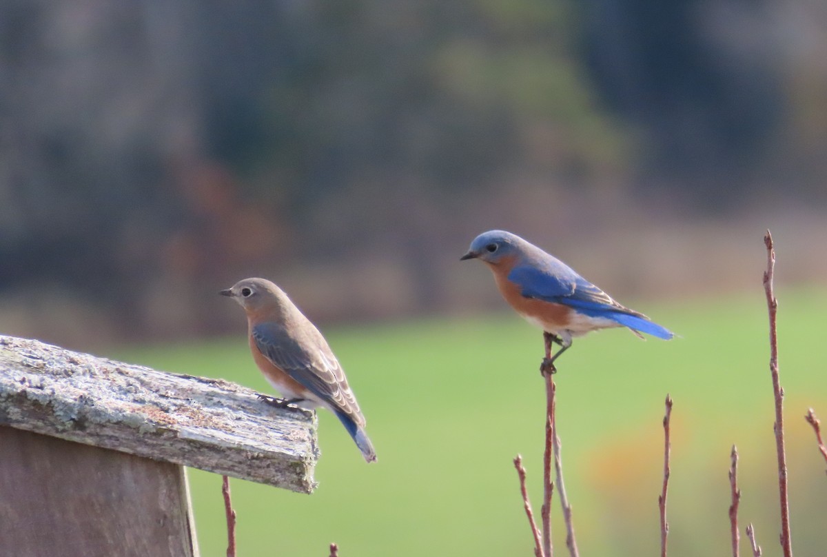 Восточная сиалия - ML644331053