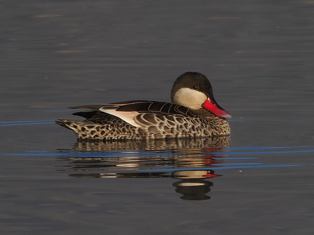 Red-billed Duck - ML644331059