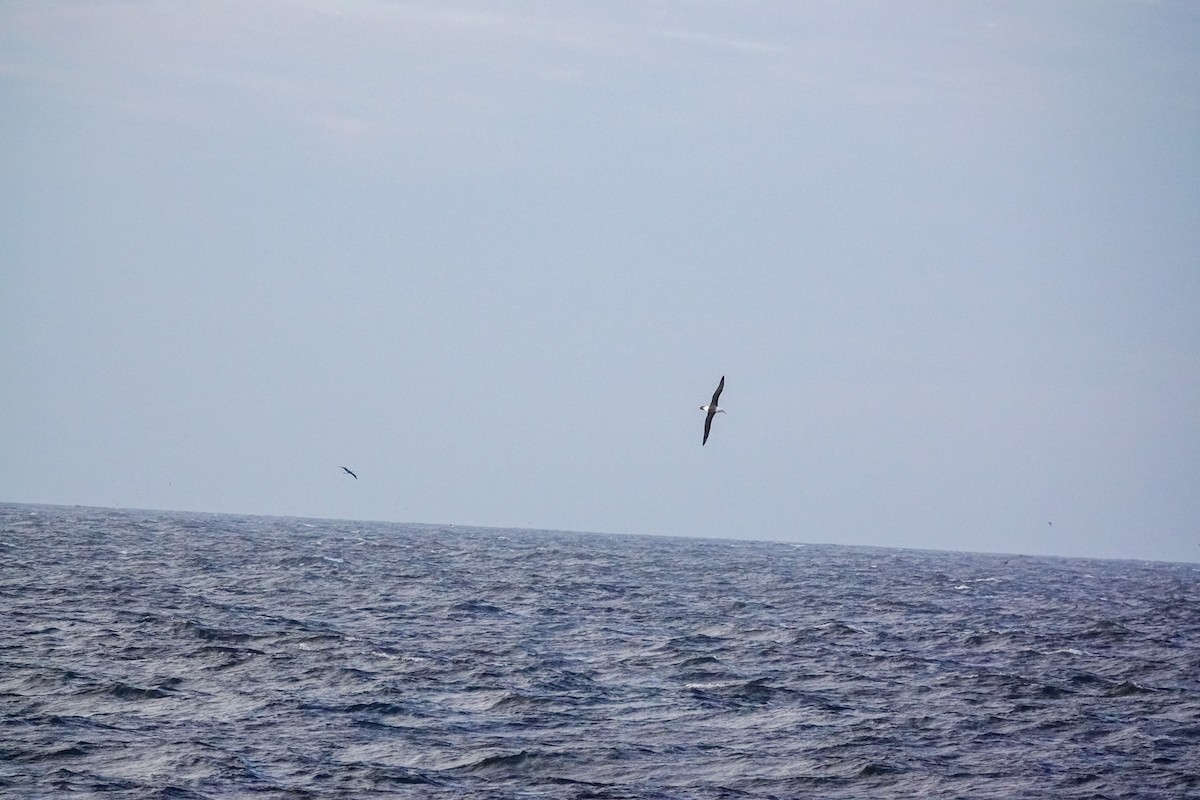 Buller's Albatross - ML644331062