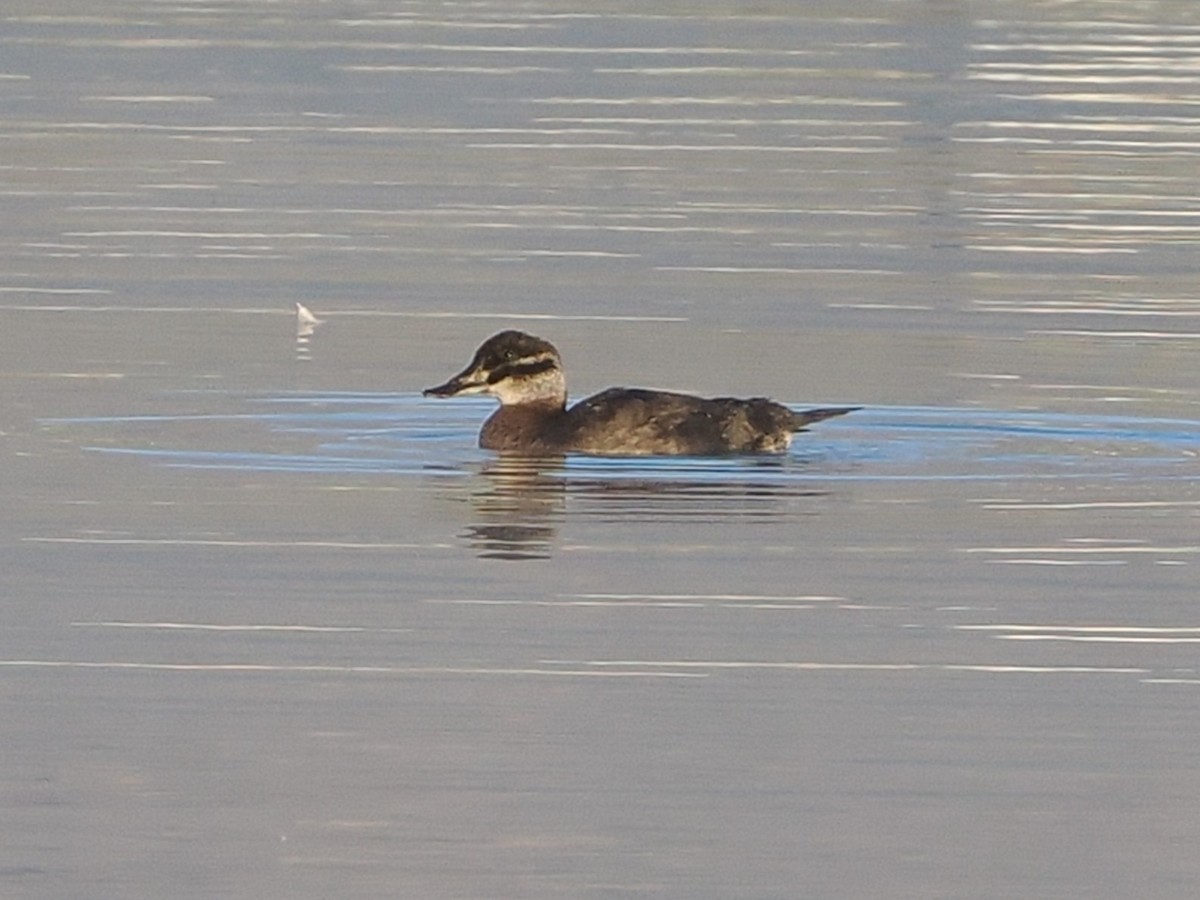 Maccoa Duck - ML644331063