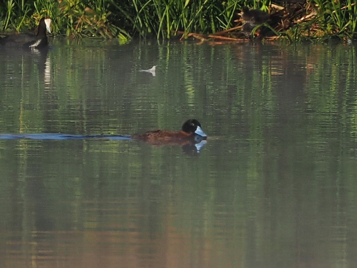 Maccoa Duck - ML644331064