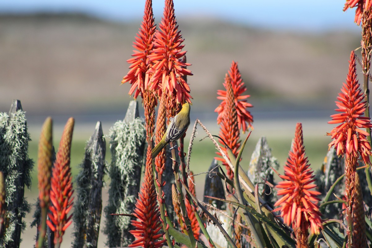 hagetrupial - ML644331067