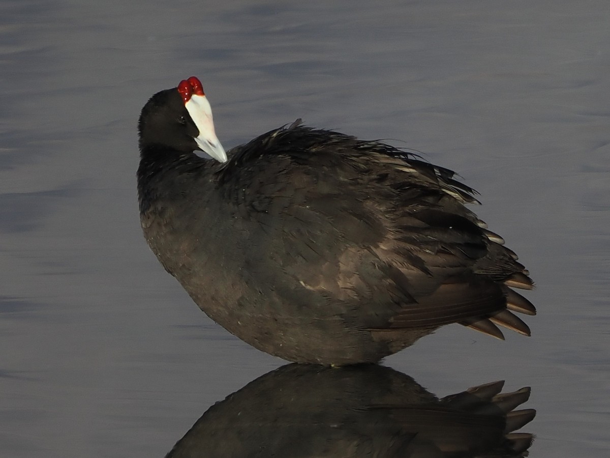 Red-knobbed Coot - ML644331072