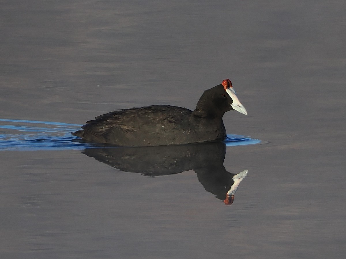 Red-knobbed Coot - ML644331073