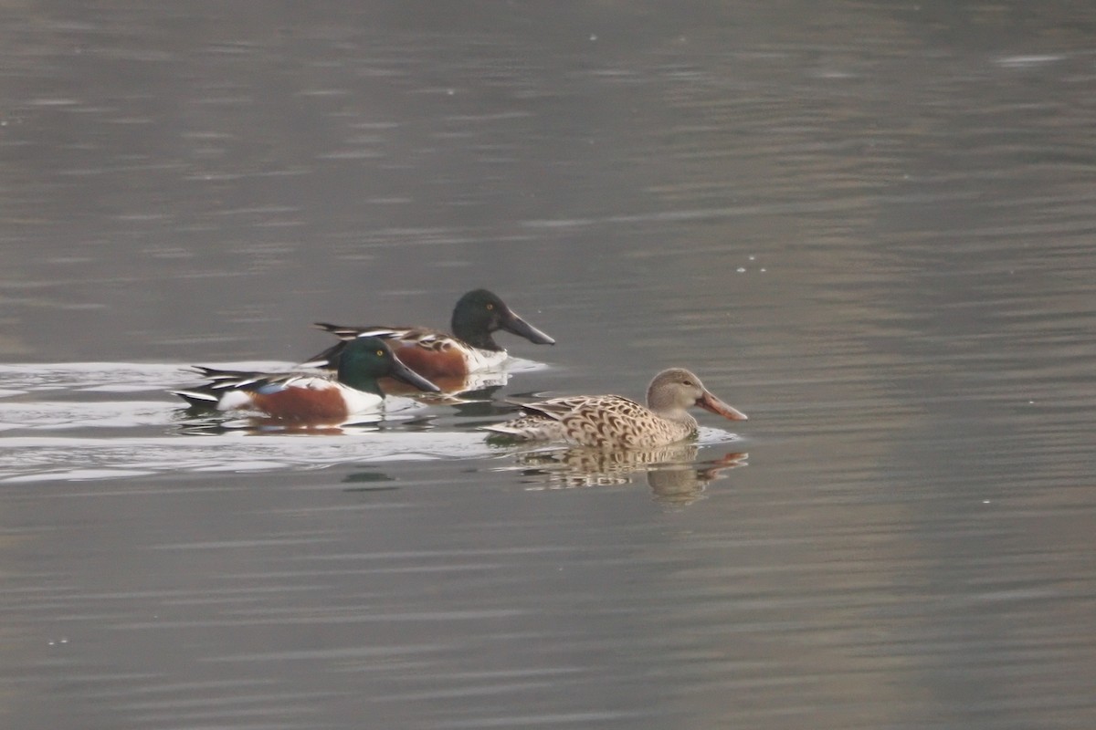 Широконоска - ML644331079