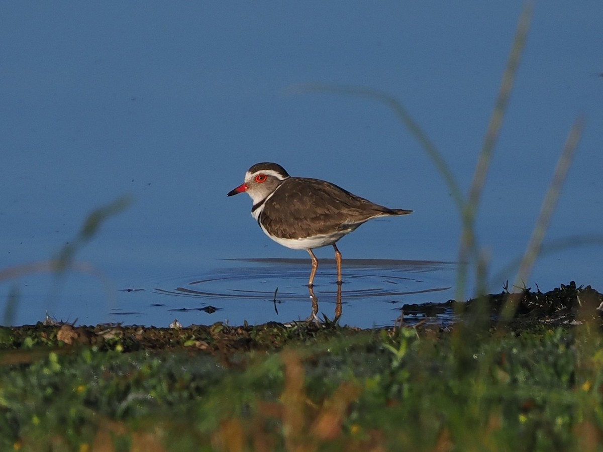 Three-banded Plover - ML644331081