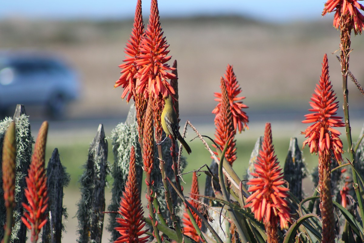 hagetrupial - ML644331088