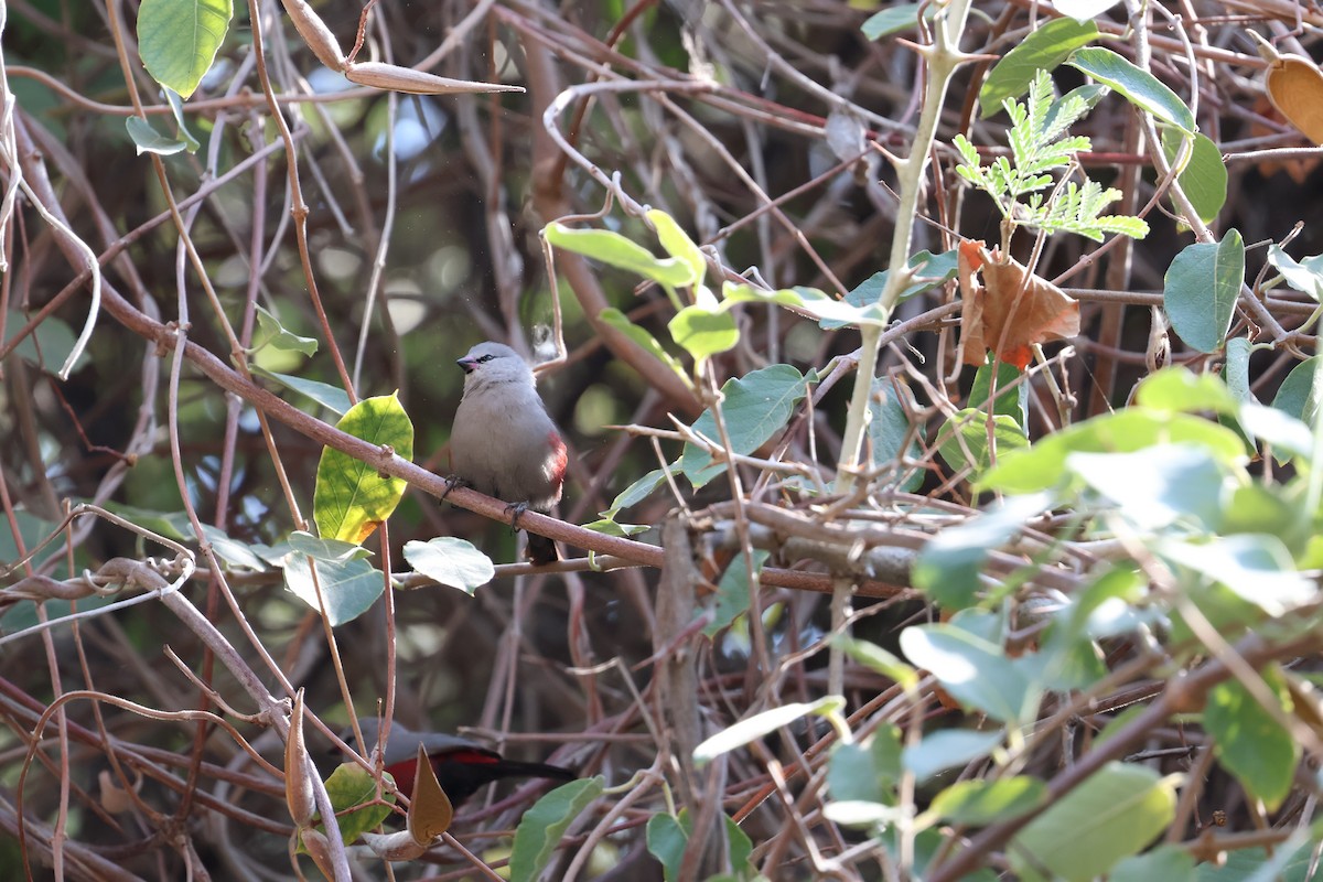 サントメアサギリチョウ - ML644331102