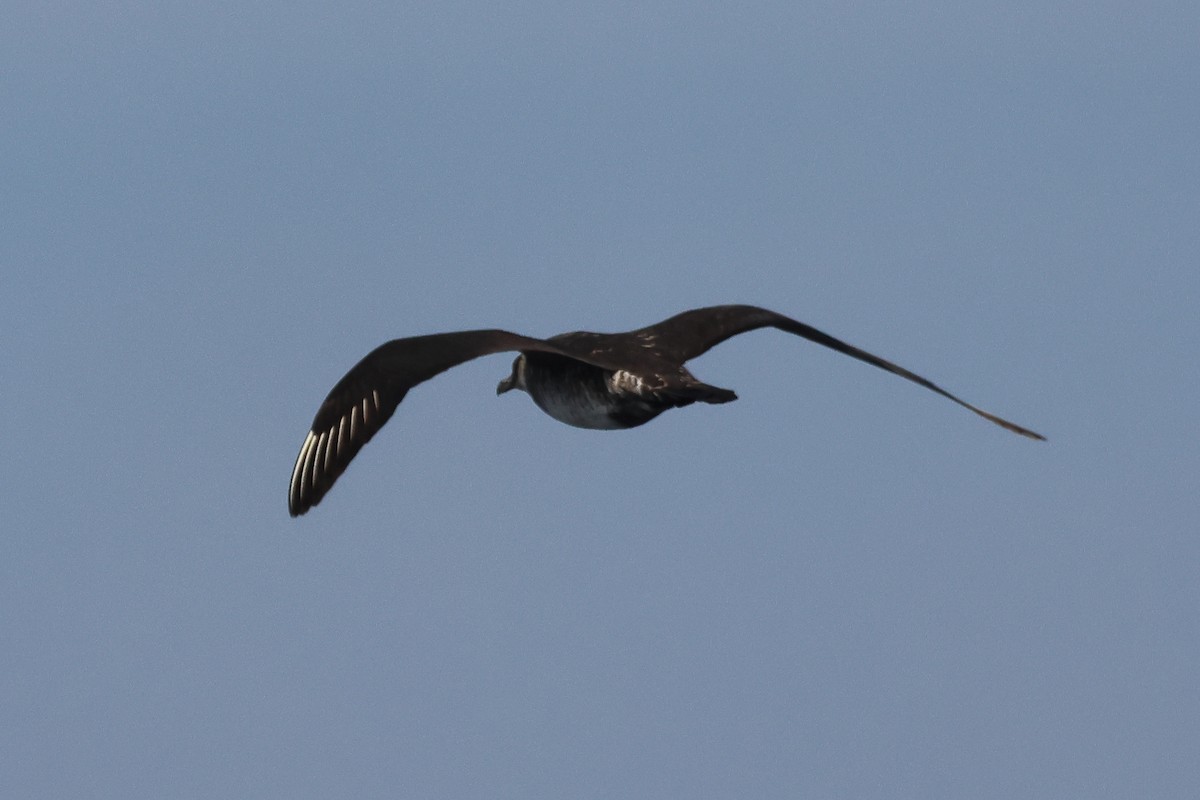 Pomarine Jaeger - ML644331107