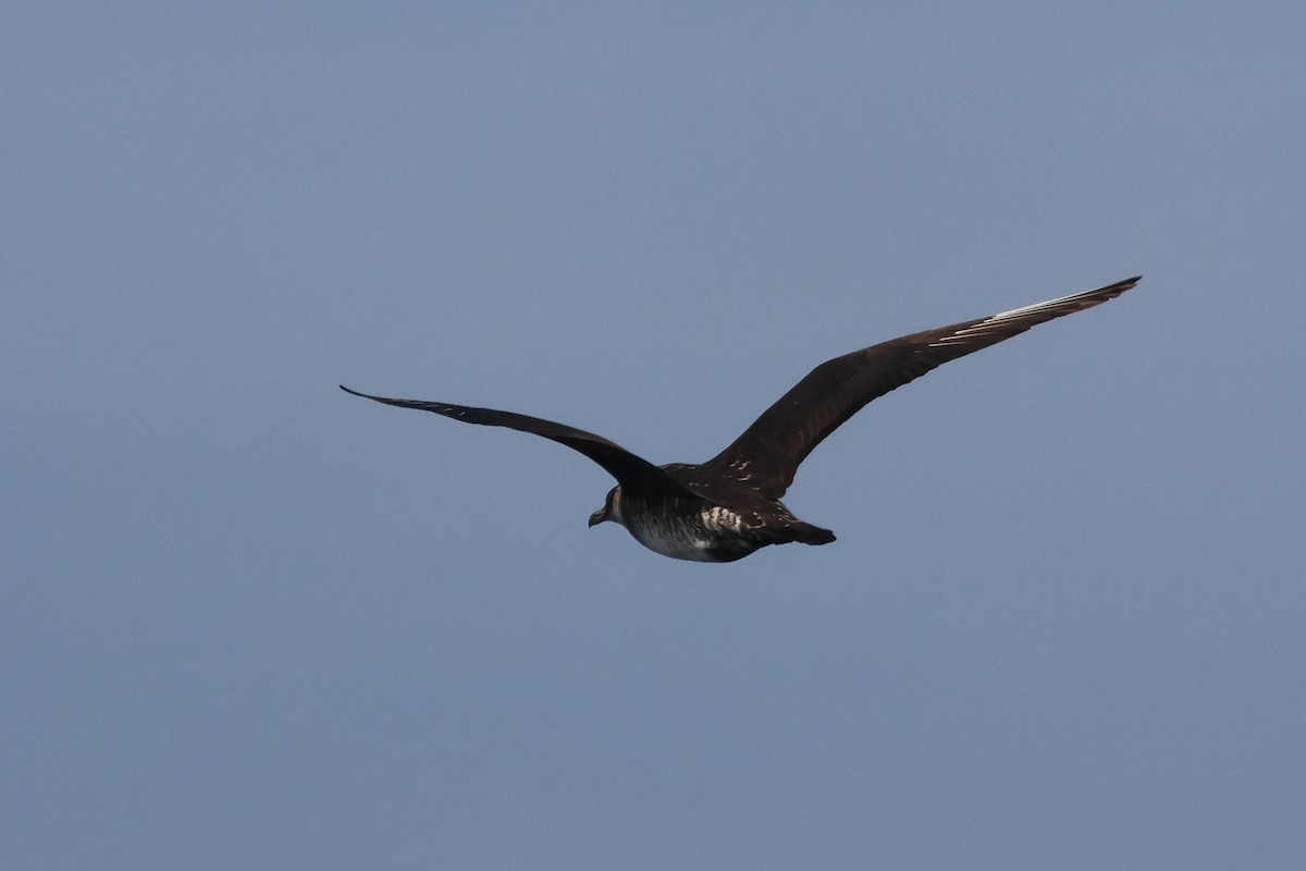 Pomarine Jaeger - ML644331108